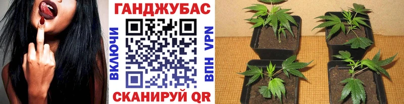 Купить где  Ногинск  Бошки марихуана конопля 